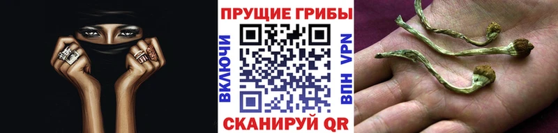 цены наркотик  Гаврилов-Ям  Галлюциногенные грибы Cubensis 